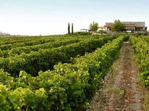 Following the paths of wine