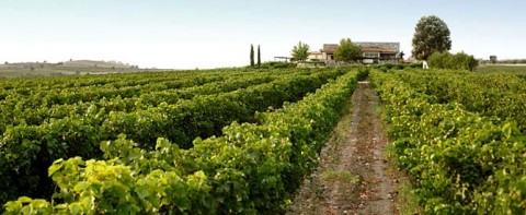 Winetour_1_KtimaGerovasiliou